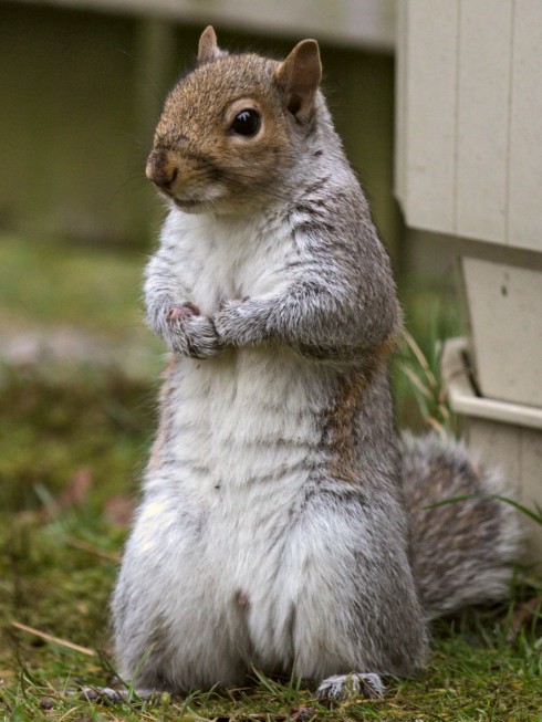 eastern_gray_squirrel_51_by_easterngraysquirrel-d5tdxsc
